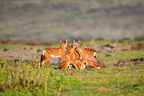 Ethiopian wolf (Canis simensis) pack socializing, Bale Mountains National Park, Ethiopia.