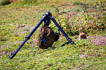 Remote camera set up for photographing a Big-headed mole rat (Tachyoryctes macrocephalus) appearing from its hole, Bale Mountains National Park, Ethiopia.