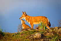Ethiopian Wolf (Canis simensis) pup seeking attention, Bale Mountains National Park, Ethiopia.