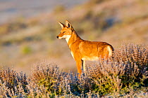 Ethiopian wolf (Canis simensis) looks out over a frosty landscape shortly, Bale Mountains National Park, Ethiopian highlands, Ethiopia.
