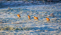 Ethiopian wolves (Canis simensis) patrolling their territory on a frosty morning, Bale Mountains National Park, Ethiopia.