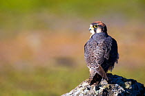 Lanner Falcon (Falco biarmicus) rear view, Bale Mountains National Park, Ethiopia.