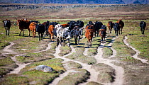 Herd of cattle (Bos indicus) walking along eroded tracks, Bale Mountains National Park, Ethiopia.