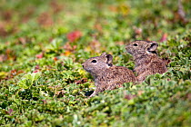 Blick's grass rats (Arvicanthis blicki) by their hole, Bale Mountains National Park, Ethiopia.