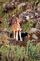 Ethiopian wolf (Canis simensis) at den, Bale Mountains National Park, Ethiopia.