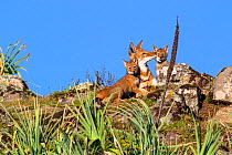 Ethiopian wolf (Canis simensis) interaction between pups and older sibling, Bale Mountains National Park, Ethiopia.