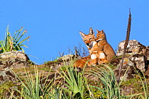 Ethiopian wolf (Canis simensis) interaction between pup and older sibling, Bale Mountains National Park, Ethiopia.