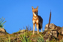 Ethiopian wolf (Canis simensis) juvenile, Bale Mountains National Park, Ethiopia.