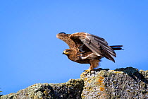 Tawny eagle (Aquila rapax) taking off, Bale Mountains National Park, Ethiopia.
