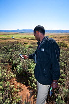 An Ethiopian Wolf Conservation Program (EWPC) wolf monitor marks the location of a den with a handheld GPS device, Bale Mountains National Park, Ethiopia, November 2011.