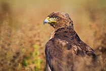 Tawny eagle (Aquila rapax) searching for food on the ground, Bale Mountains National Park, Ethiopia.