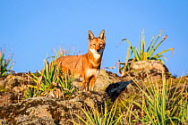 Male Ethiopian wolf (Canis simensis) Bale Mountains National Park, Ethiopia.