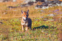 Ethiopian wolf cub (Canis simensis) Bale Mountains National Park, Ethiopia.