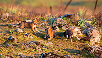 Ethiopian Wolf (Canis simensis) pups playing, Bale Mountains National Park, Ethiopia.
