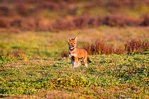 Ethiopian Wolf (Canis simensis) pup, Bale Mountains National Park, Ethiopia.