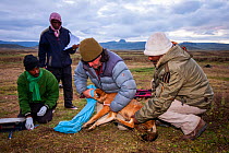 Ethiopian Wolf Conservation Programme (EWCP)  working with a sedated Ethiopian Wolf (Canis simensis) Bale Mountains National Park, Ethiopia.