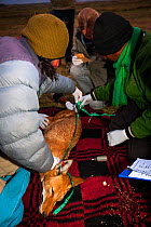 Researchers from the Ethiopian Wolf Conservation Program (EWCP) collecting data from a sedated Ethiopian Wolf (Canis simensis) Bale Mountains National Park, Ethiopia, November 2011.