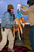 Researchers from the Ethiopian Wolf Conservation Programme (EWCP) weighing sedated female Ethiopian Wolf (Canis simensis) Bale Mountains National Park, Ethiopia.