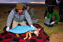 A researcher from the Ethiopian Wolf Conservation Programme (EWCP) covers a sedated female Ethiopian Wolf (Canis simensis) in blanket, Bale Mountains National Park, Ethiopia.