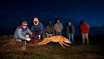 A researcher from the Ethiopian Wolf Conservation Program (EWCP) releases an Ethiopian Wolf (Canis simensis) having trapped and tested it for rabies antibodies.  Bale Mountains National Park, Ethiopia...