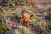 Ethiopian Wolf (Canis simensis) pups greeting parent, Bale Mountains National Park, Ethiopia.