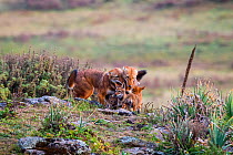 Ethiopian Wolf (Canis simensis) family interacting, Bale Mountains National Park, Ethiopia.