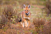 Ethiopian Wolf (Canis simensis) pup, Bale Mountains National Park, Ethiopia.