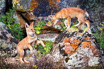 Ethiopian Wolf (Canis simensis) pups, Bale Mountains National Park, Ethiopia.