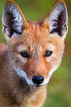 Ethiopian Wolf (Canis simensis) portrait of pup, Bale Mountains National Park, Ethiopia.