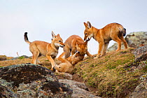 Ethiopian Wolf (Canis simensis) pups playing, Bale Mountains National Park, Ethiopia.