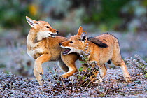 Ethiopian Wolf (Canis simensis) pups playing, Bale Mountains National Park, Ethiopia.