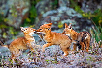 Ethiopian Wolf (Canis simensis) cubs playing, Bale Mountains National Park, Ethiopia.