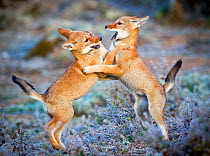 Ethiopian Wolf (Canis simensis) five month cubs playing, Bale Mountains National Park, Ethiopia.
