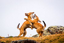 Ethiopian Wolf (Canis simensis) pups play fighting, Bale Mountains National Park, Ethiopia.