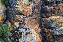 Cape Eagle-Owl (Bubo capensis) Bale Mountains National Park, Ethiopia.