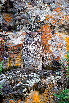 Cape Eagle-Owl (Bubo capensis) well camouflaged against a cliff. Bale Mountains National Park, Ethiopia.