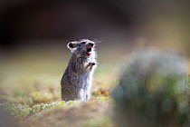 Blick's grass rat (Arvicanthis blicki) making alarm call, Bale Mountains National Park, Ethiopia.