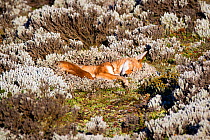 Ethiopian Wolf (Canis simensis) sub adult waking up, Bale Mountains National Park, Ethiopia.