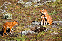Ethiopian Wolf (Canis simensis) pack members greeting each other, Bale Mountains National Park, Ethiopia.