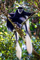 Mantled guereza (Colobus guereza) monkeys in the Harenna Forest. Bale Mountains National Park, Ethiopia.