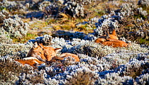 Ethiopian Wolf (Canis simensis) pack resting, Bale Mountains National Park, Ethiopia.