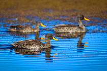 Yellow-billed Ducks (Anas undulata) Bale Mountains National Park, Ethiopia.