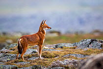 Ethiopian Wolf (Canis simensis) standing alert, Bale Mountains National Park, Ethiopia.