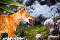 Ethiopian Wolf (Canis simensis) male returning to den with regurgitated rat prey, Bale Mountains National Park, Ethiopia.
