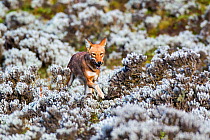 Ethiopian Wolf (Canis simensis) female returning to nest with rat prey, Bale Mountains National Park, Ethiopia.