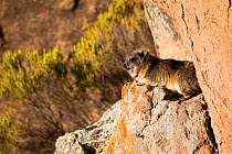 Rock hyrax (Procavia capensis) Bale Mountains National Park, Ethiopia.