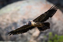 Juvenile Bearded Vulture (Gypaetus barbatus) in flight, Bale Mountains National Park, Ethiopia.