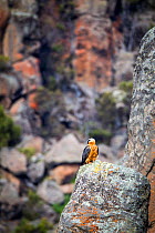 Bearded Vulture (Gypaetus barbatus) perched on rock, Bale Mountains National Park, Ethiopia.