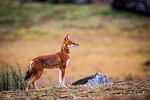 Ethiopian Wolf (Canis simensis) profile, Bale Mountains National Park, Ethiopia.