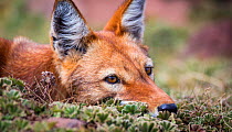 Ethiopian Wolf (Canis simensis) resting, Bale Mountains National Park, Ethiopia.